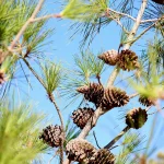 pine cones