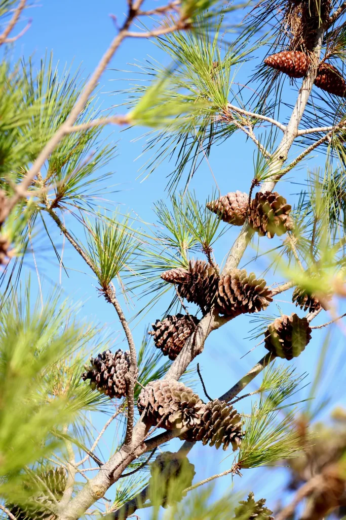 pine cones