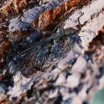 close-up of cicada