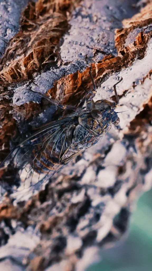 close-up of cicada