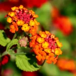 Red Flowers